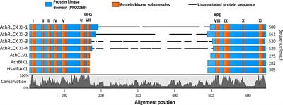 Conservation of land plant-specific receptor-like cytoplasmic kinase subfamily XI possessing a unique kinase insert domain